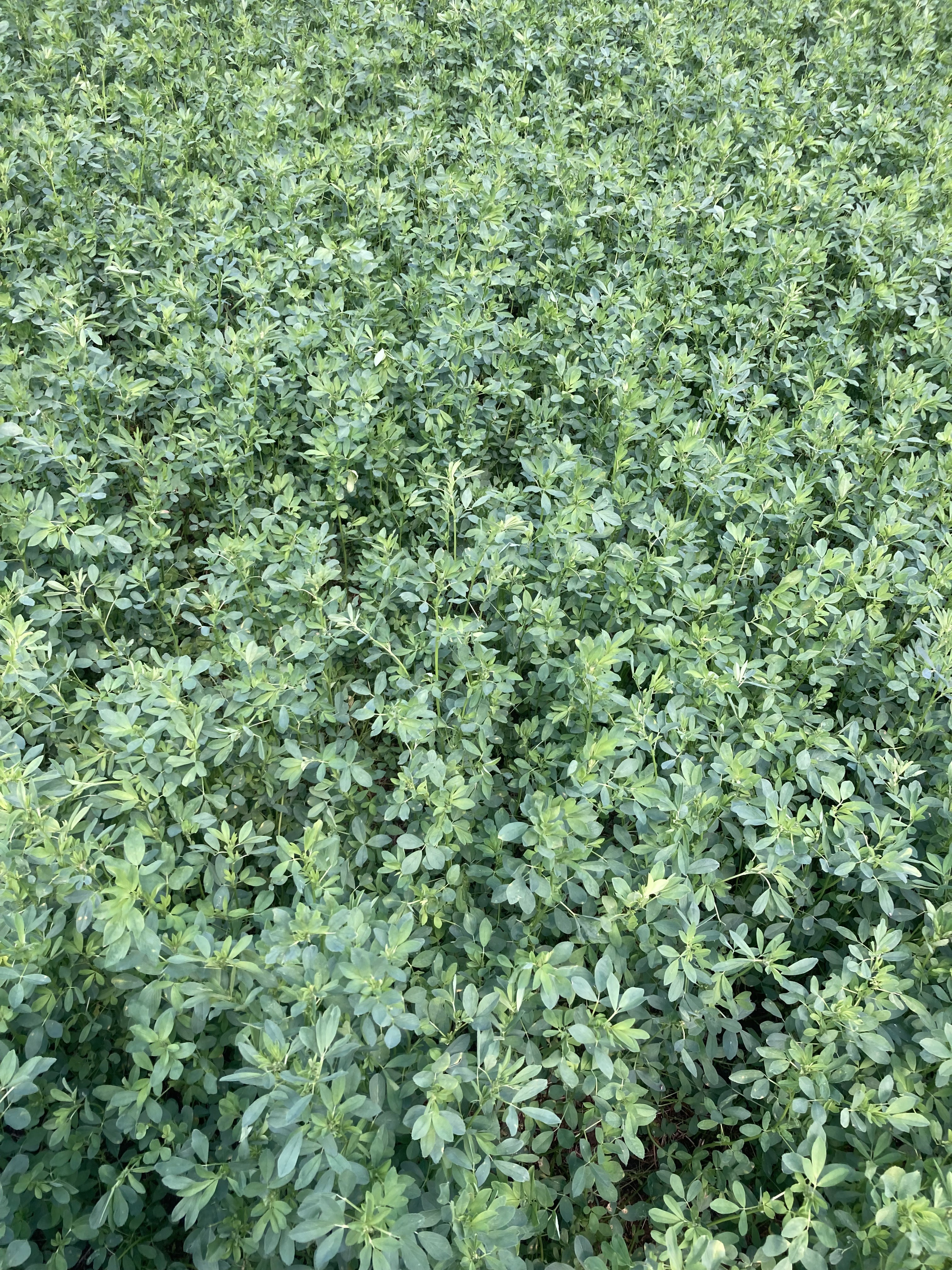 26 Alfalfa ready to cut-6-26.jpeg